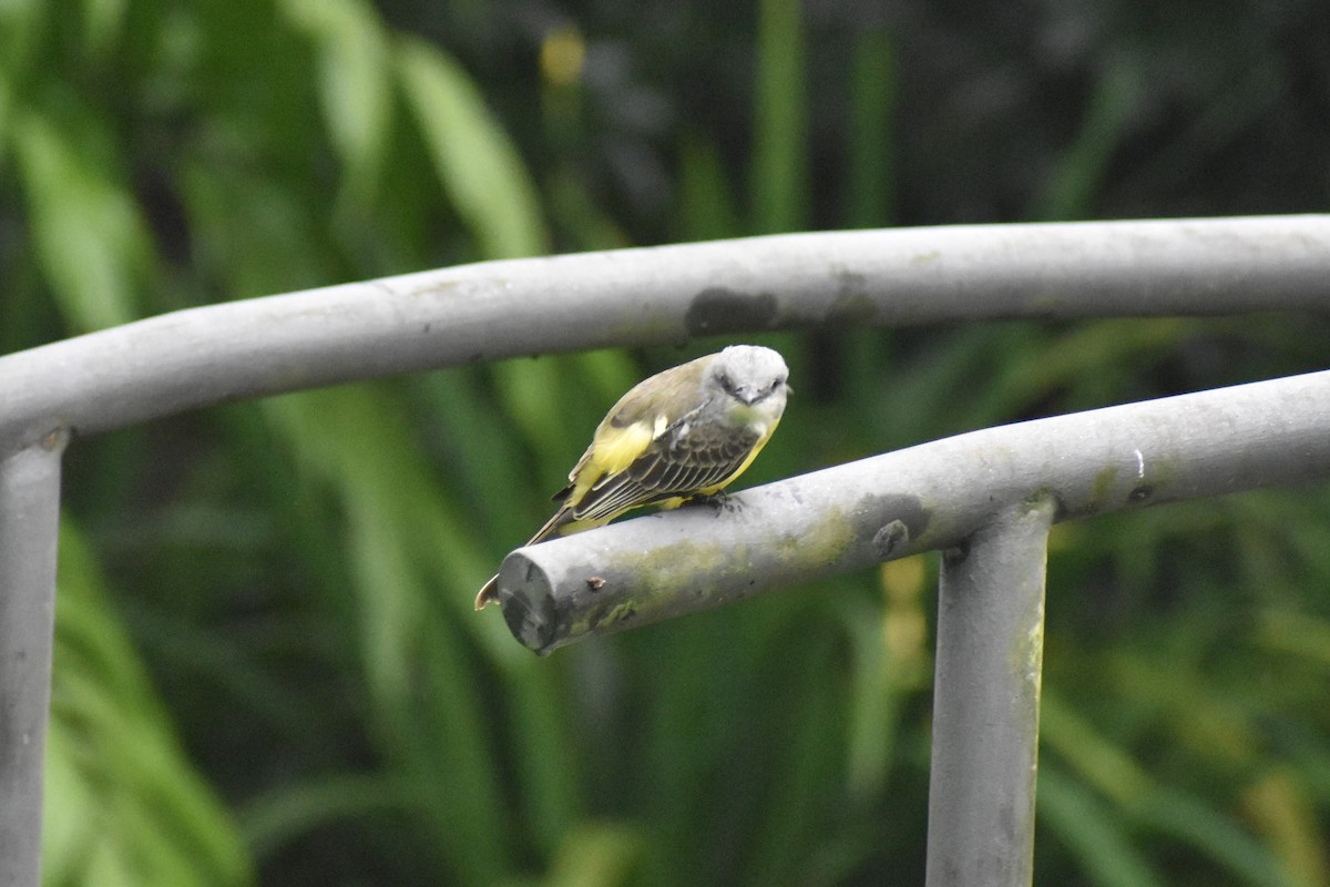 Tropical Kingbird - ML633539692