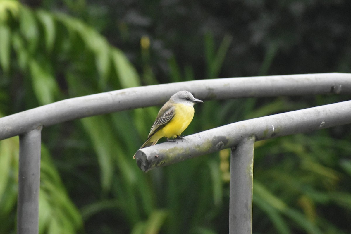Tropical Kingbird - ML633539693