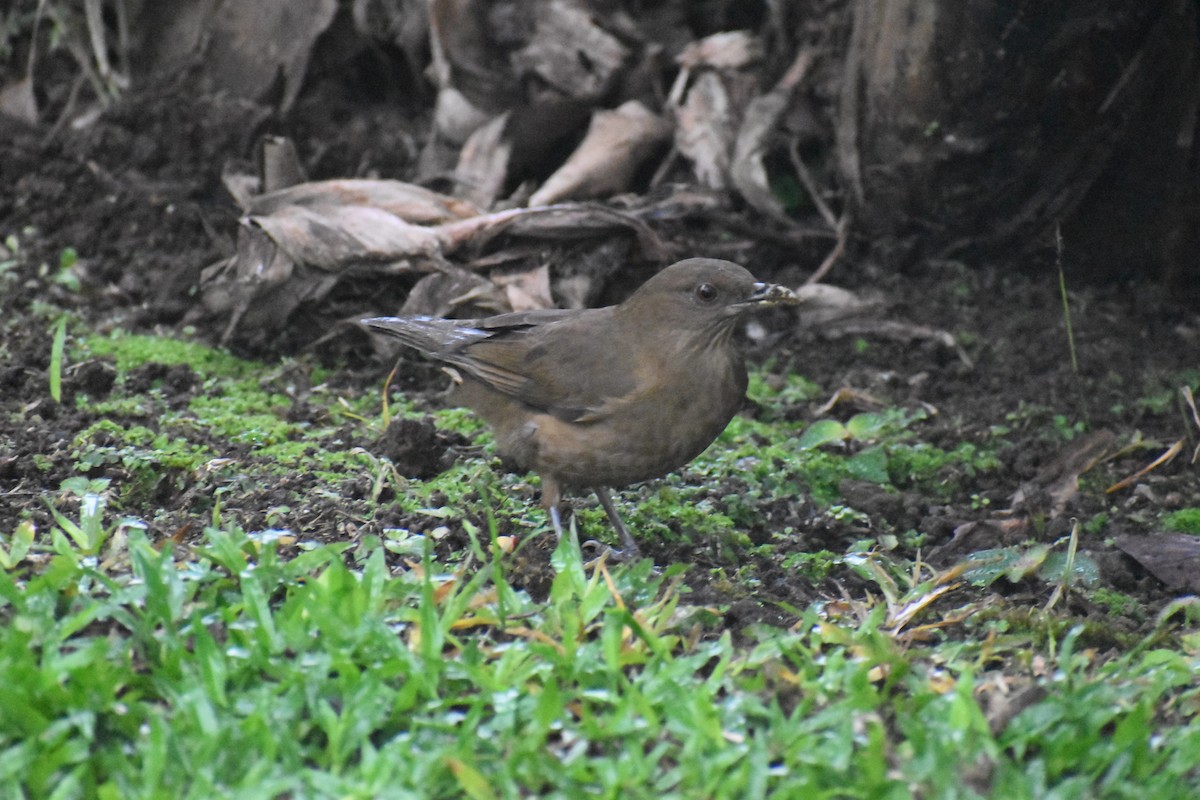 Clay-colored Thrush - ML633539706