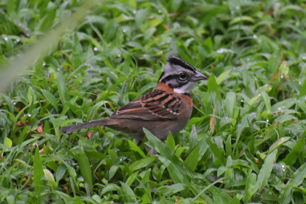 Rufous-collared Sparrow - ML633539711