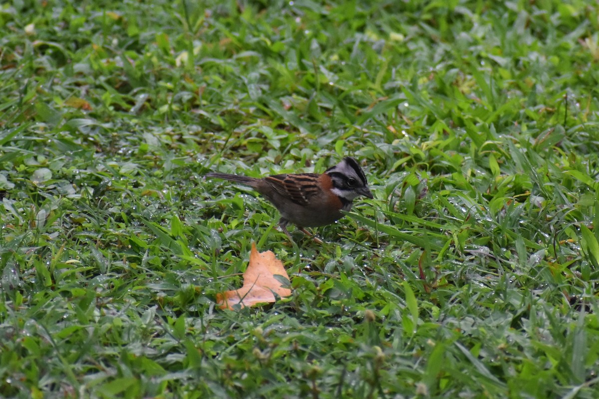 Rufous-collared Sparrow - ML633539712