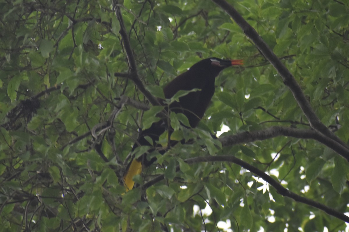 Montezuma Oropendola - ML633539719