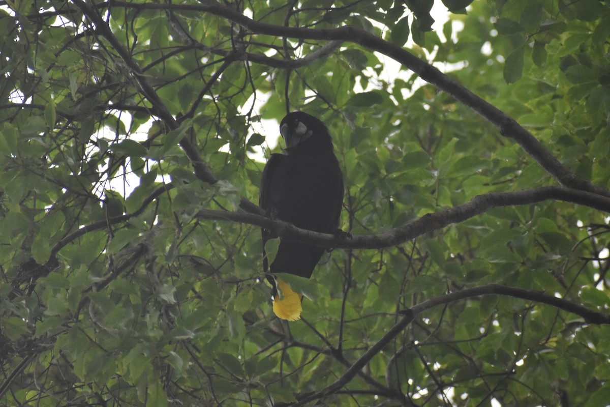 Montezuma Oropendola - ML633539720
