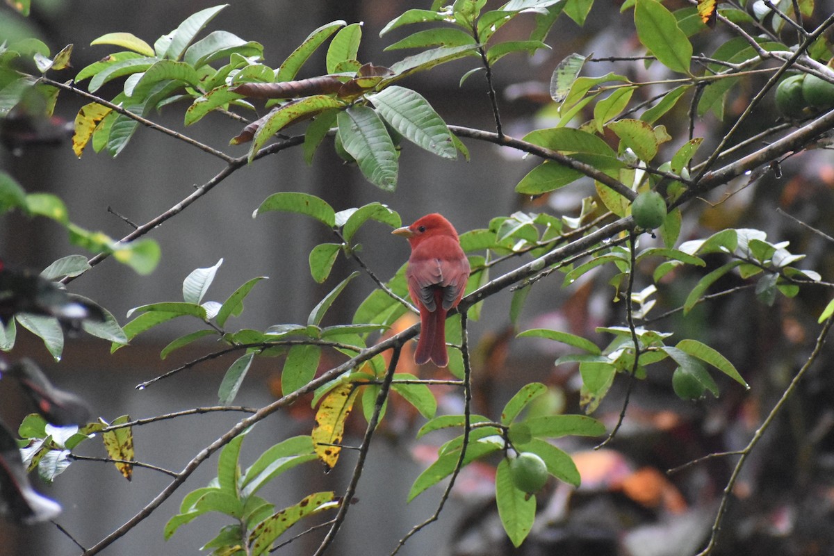 Summer Tanager - ML633539724