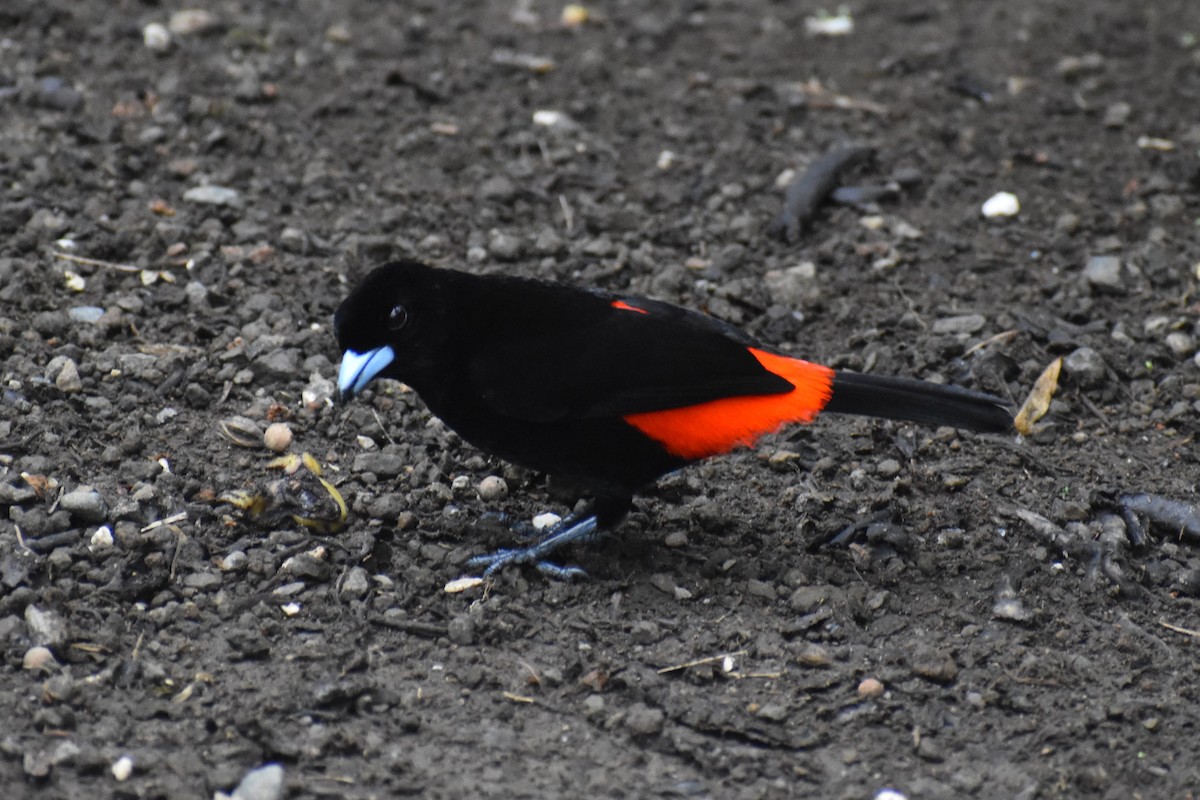 Scarlet-rumped Tanager - ML633539734