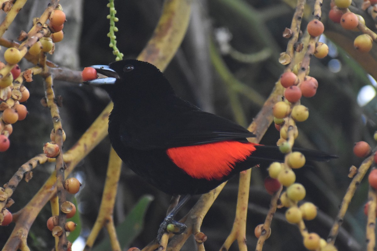 Scarlet-rumped Tanager - ML633539735