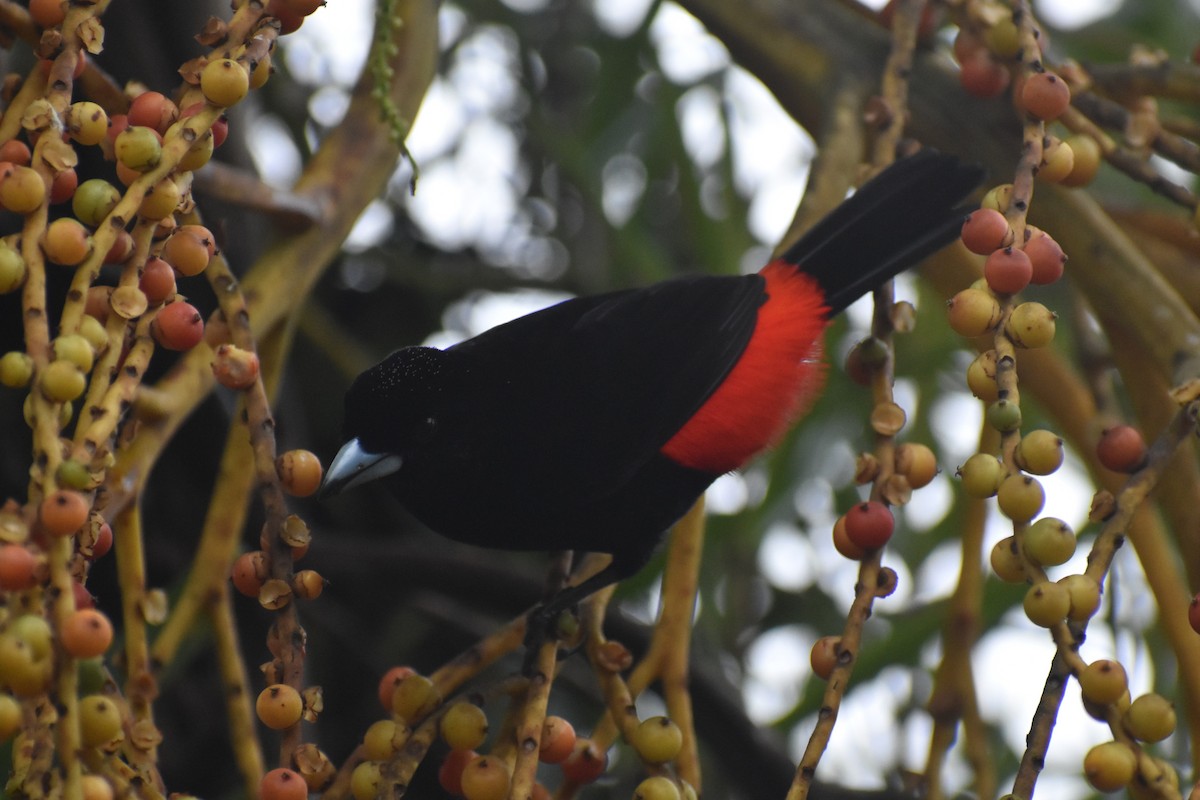 Scarlet-rumped Tanager - ML633539736