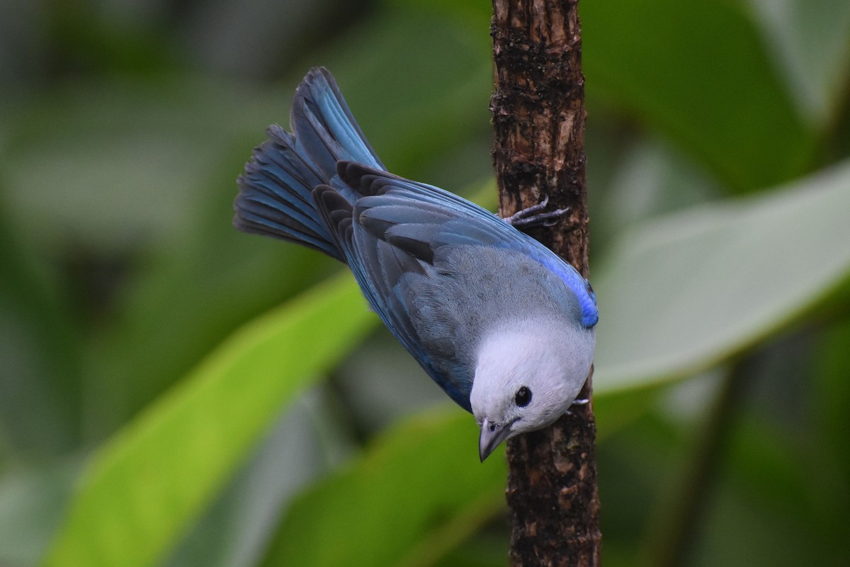 Blue-gray Tanager - ML633539745