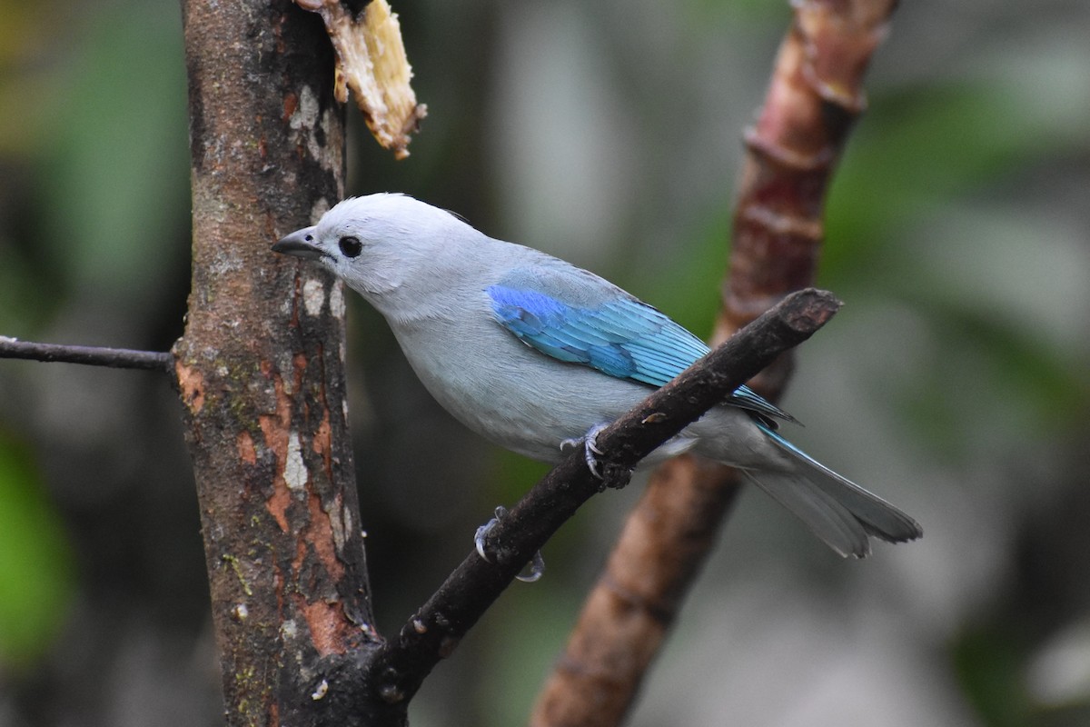 Blue-gray Tanager - ML633539746