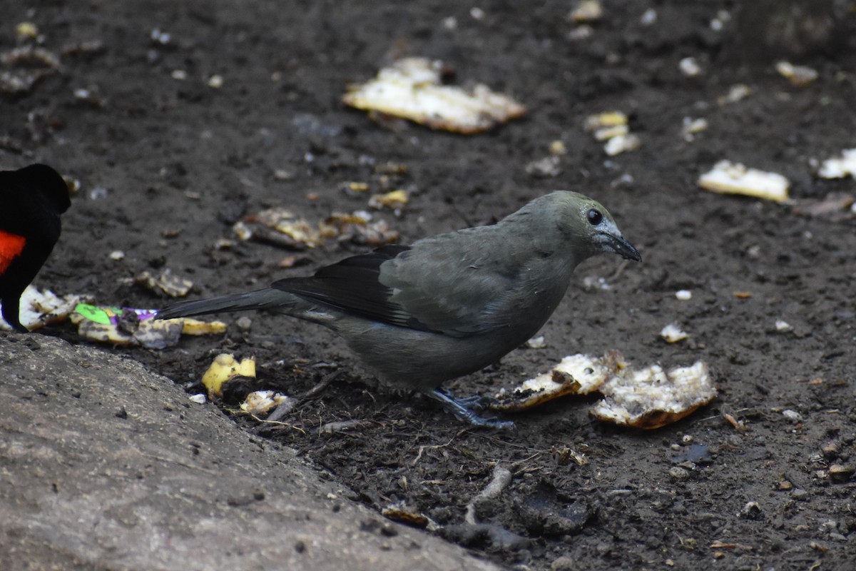 Palm Tanager - ML633539755