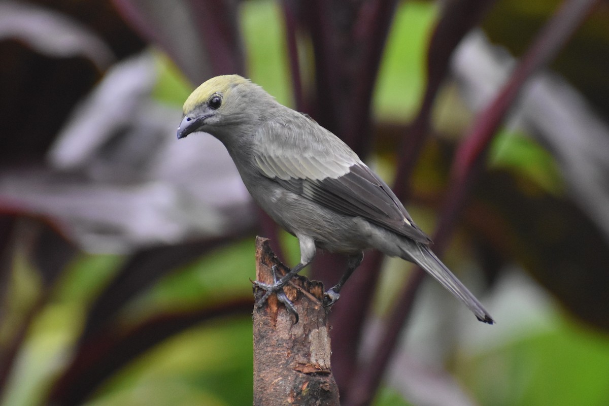 Palm Tanager - ML633539756