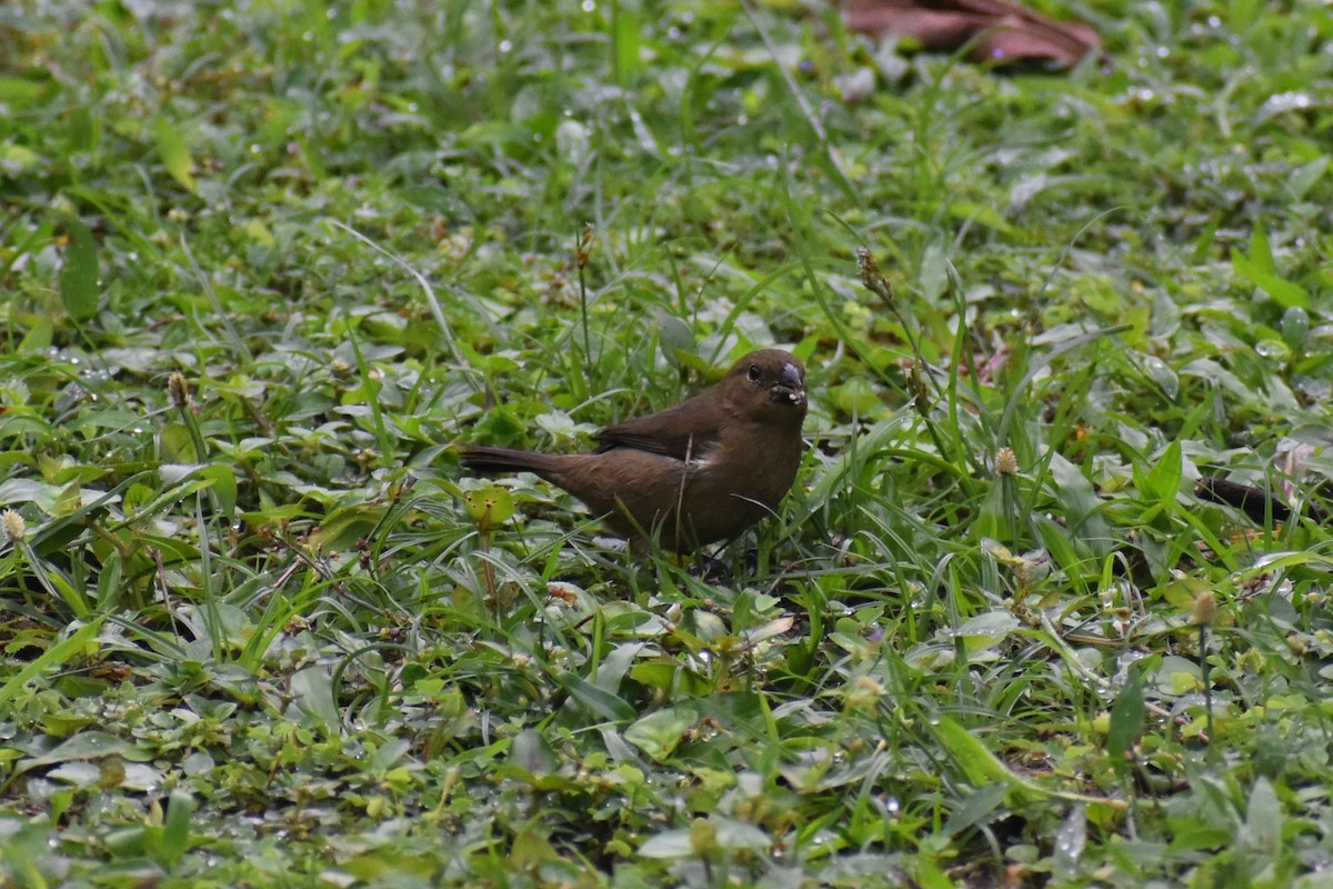 Variable Seedeater - ML633539765