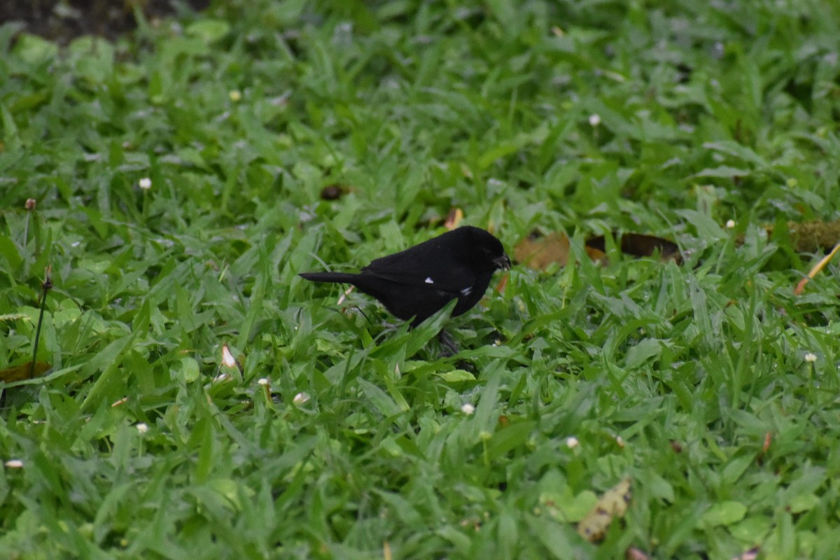 Variable Seedeater - ML633539766