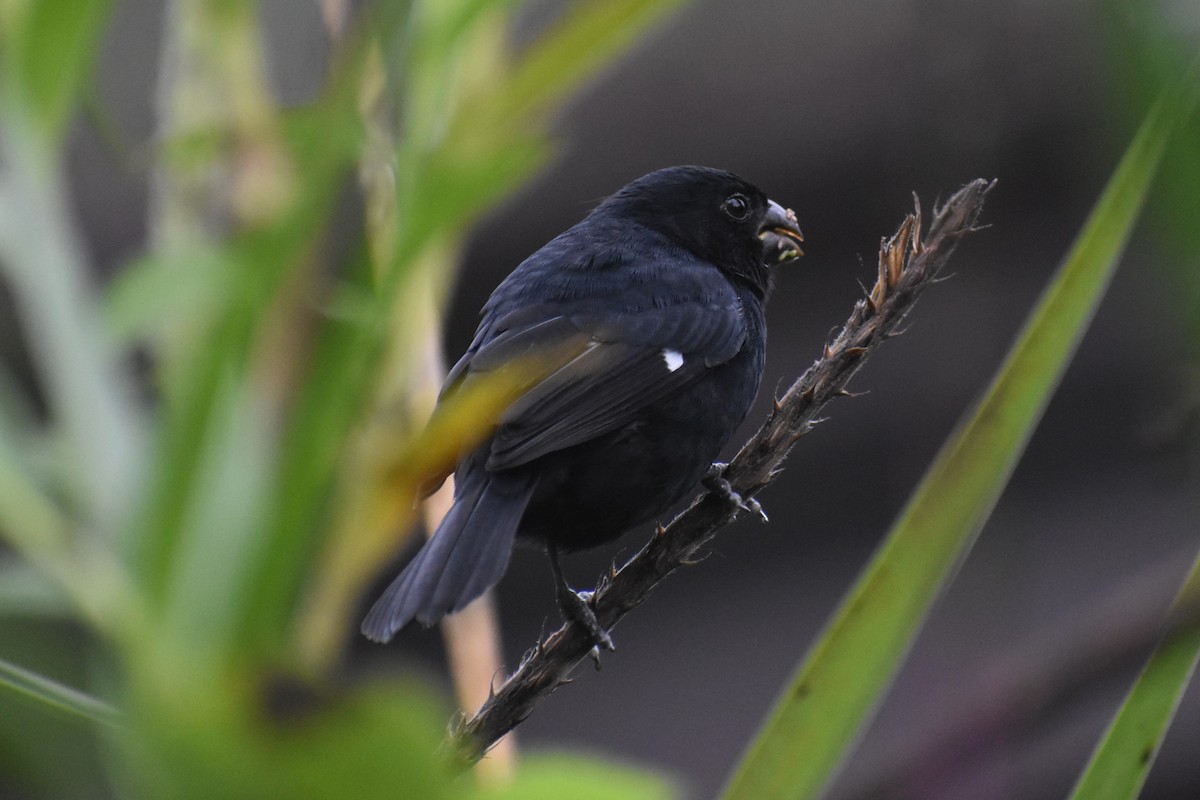 Variable Seedeater - ML633539767