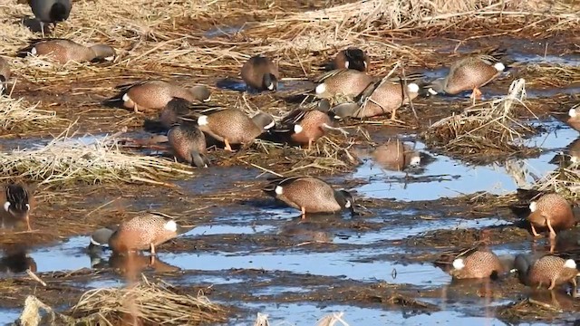 Blue-winged Teal - ML633539797