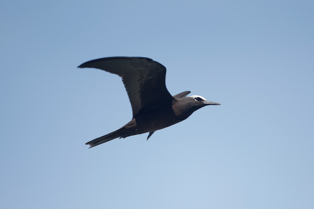 Black Noddy - ML63353981