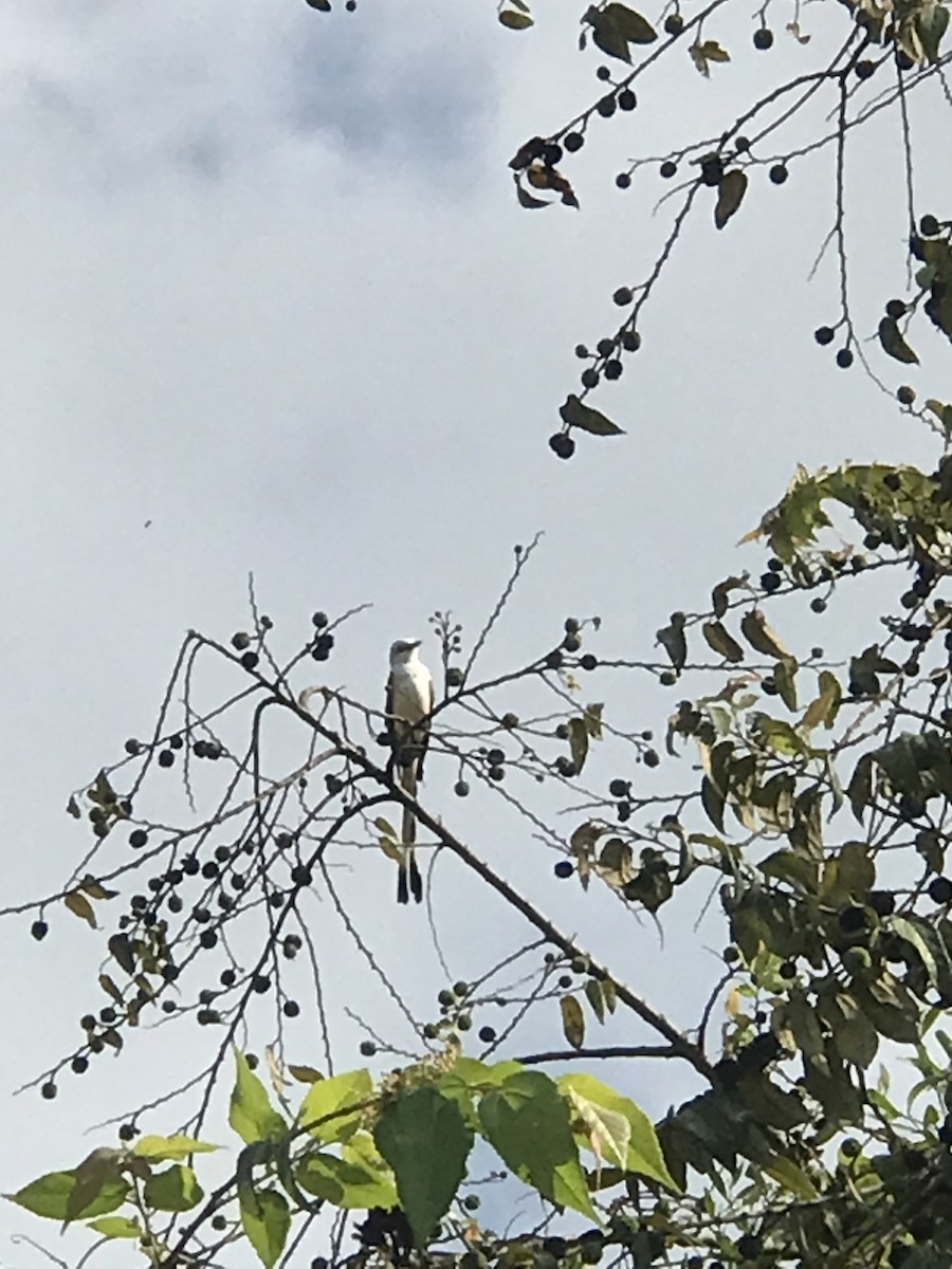 Scissor-tailed Flycatcher - ML633539824