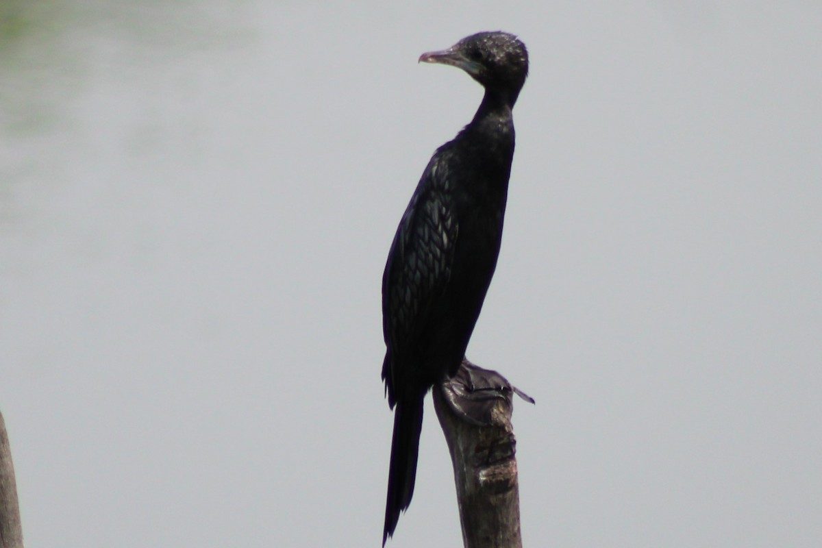 Little Cormorant - ML633539841