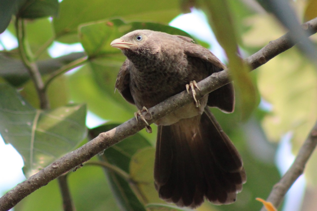 Yellow-billed Babbler - ML633539847