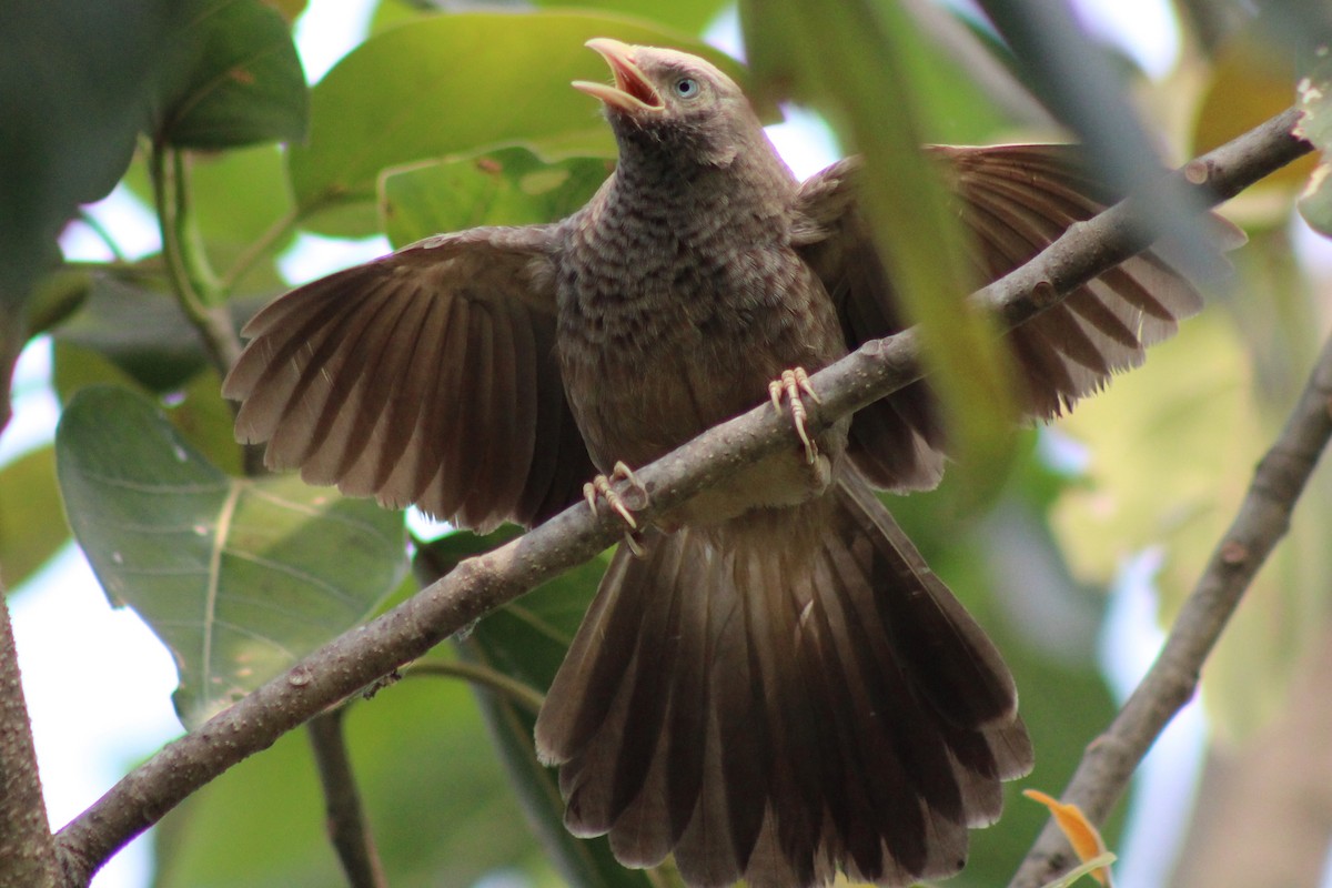 Yellow-billed Babbler - ML633539848