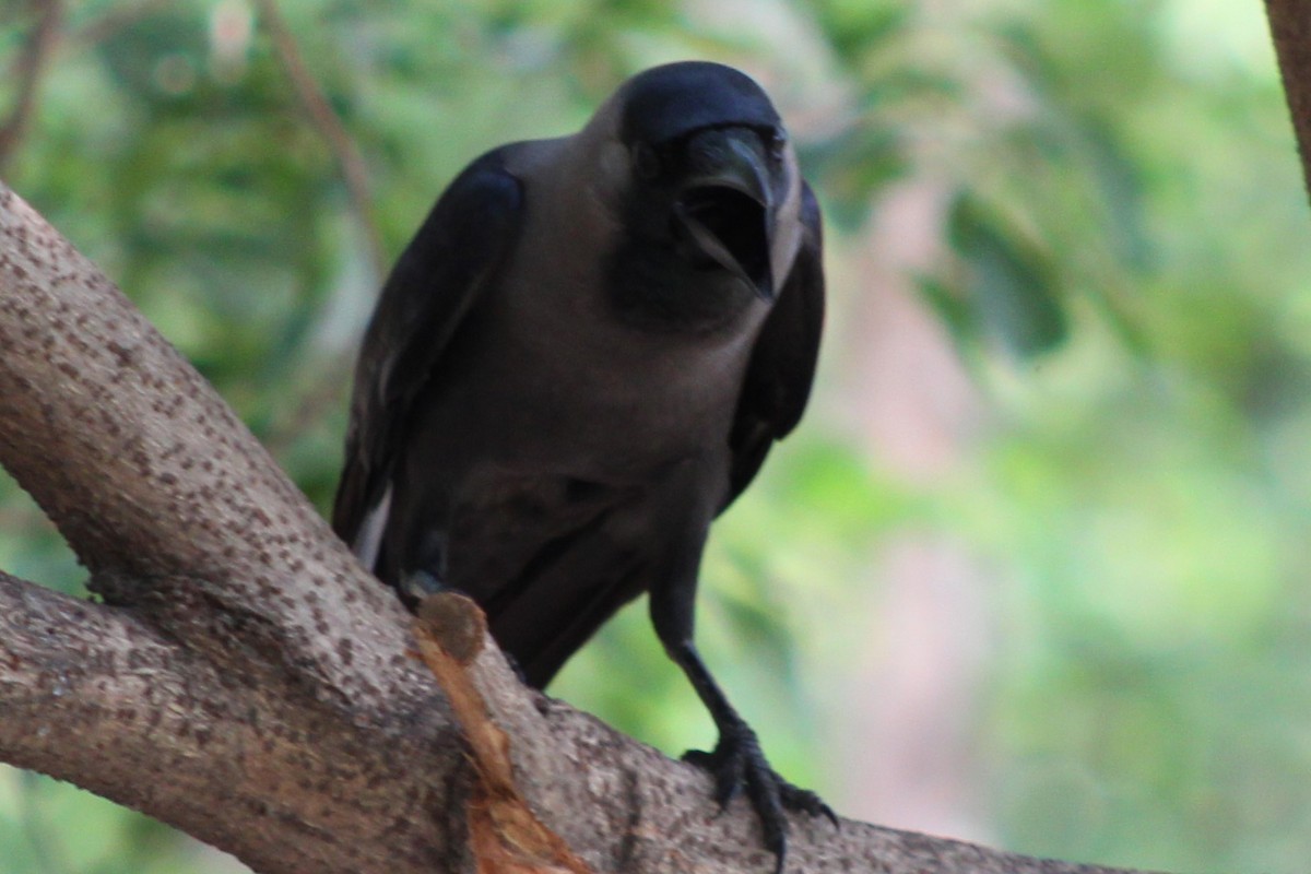 House Crow - ML633539851