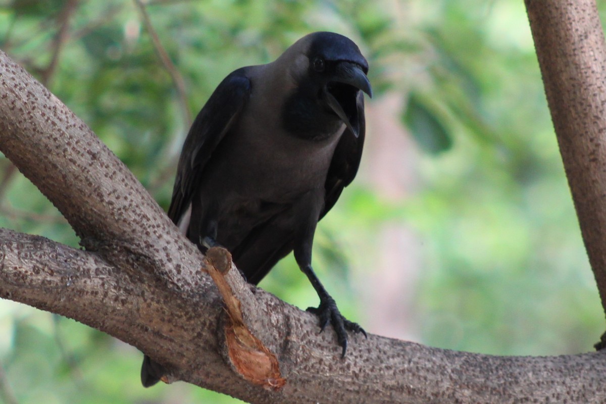 House Crow - ML633539852