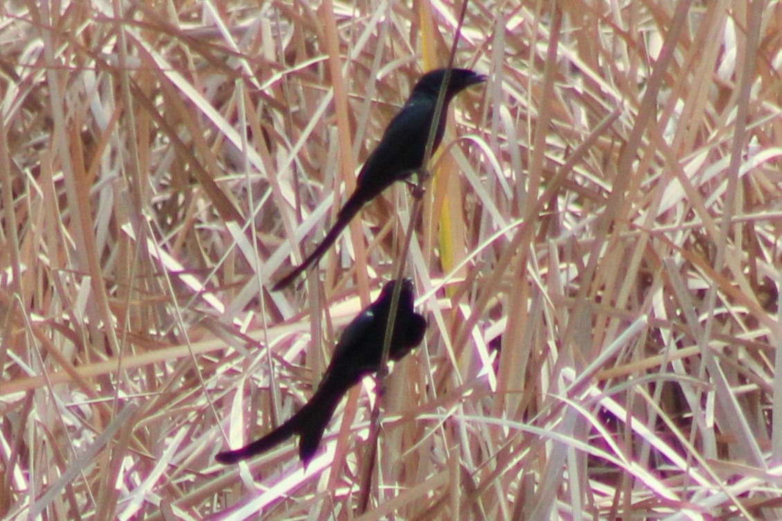 Black Drongo - ML633539881