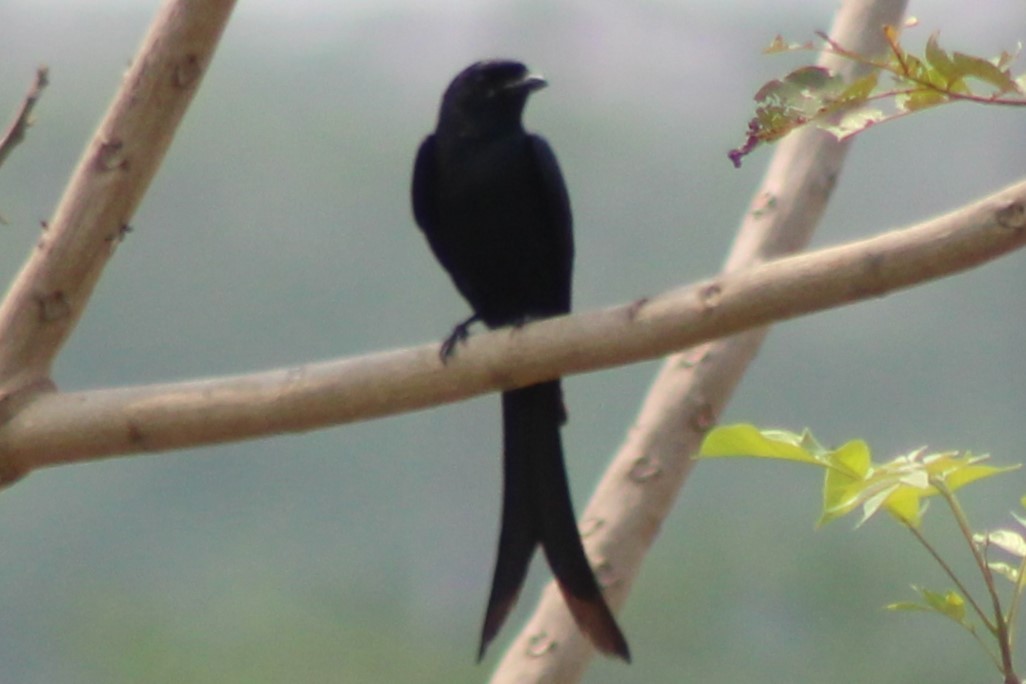 Black Drongo - ML633539882
