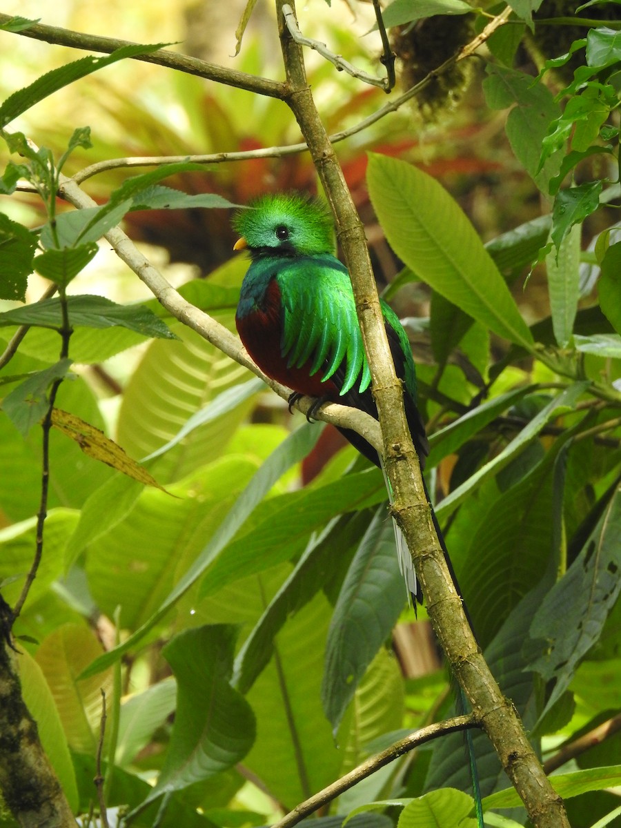 Resplendent Quetzal - Andros Huff Gimbel