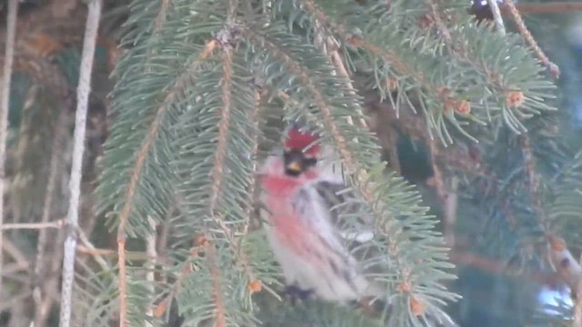 Redpoll (Common) - ML633540057