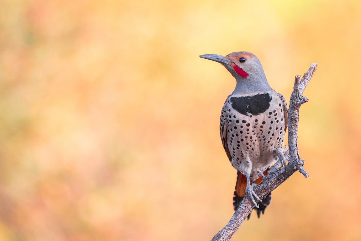 Northern Flicker (Red-shafted) - ML633540117