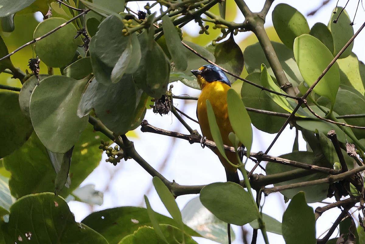 Puerto Rican Euphonia - ML633540188