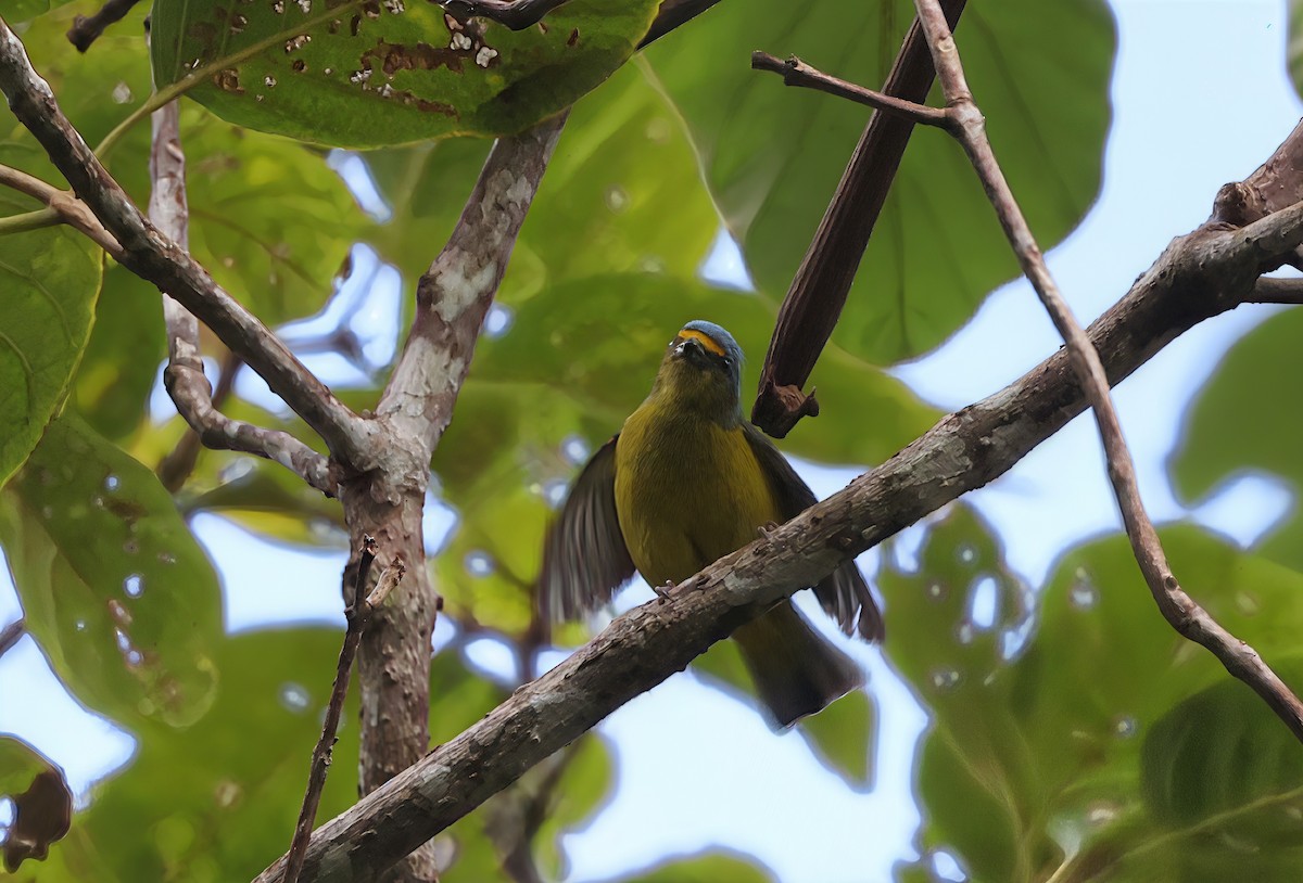 Puerto Rican Euphonia - ML633540189