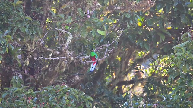 Resplendent Quetzal - ML633540201