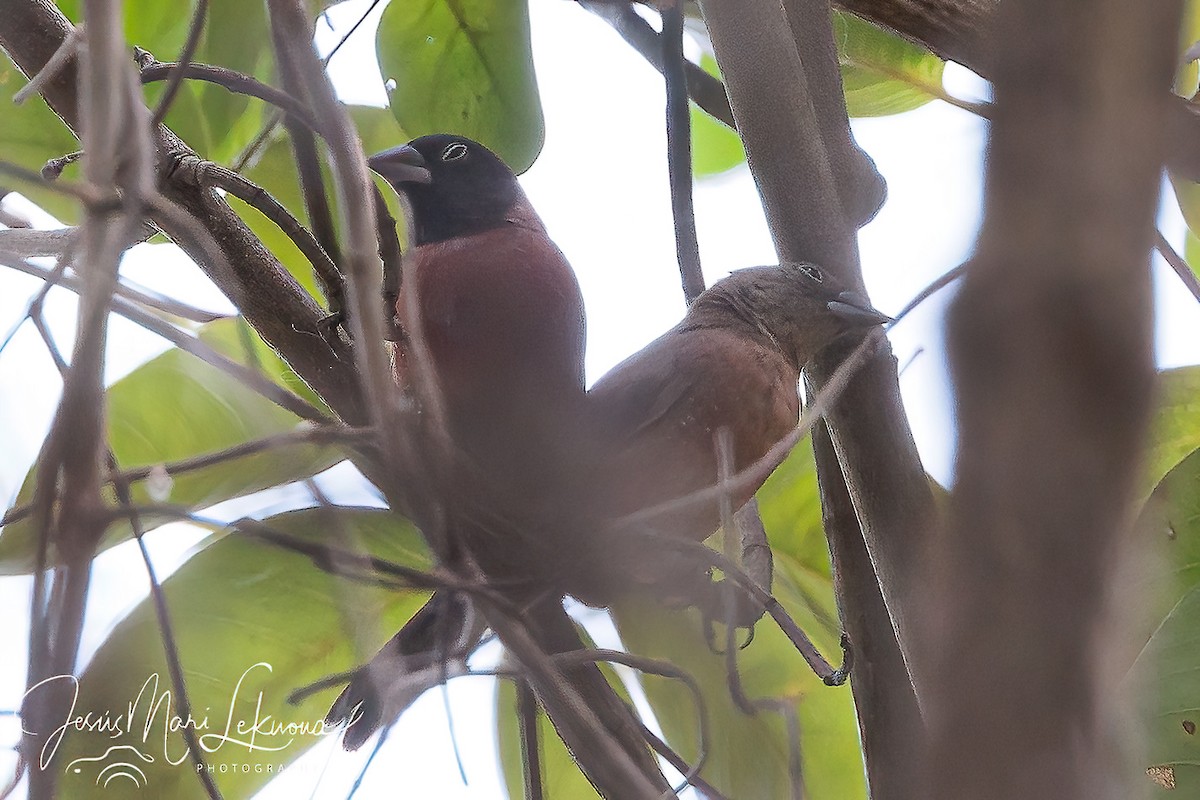 Black-faced Firefinch - ML633540213