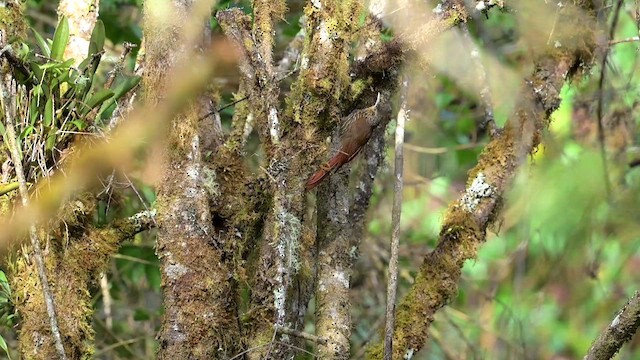 Grimpar moucheté - ML633540262