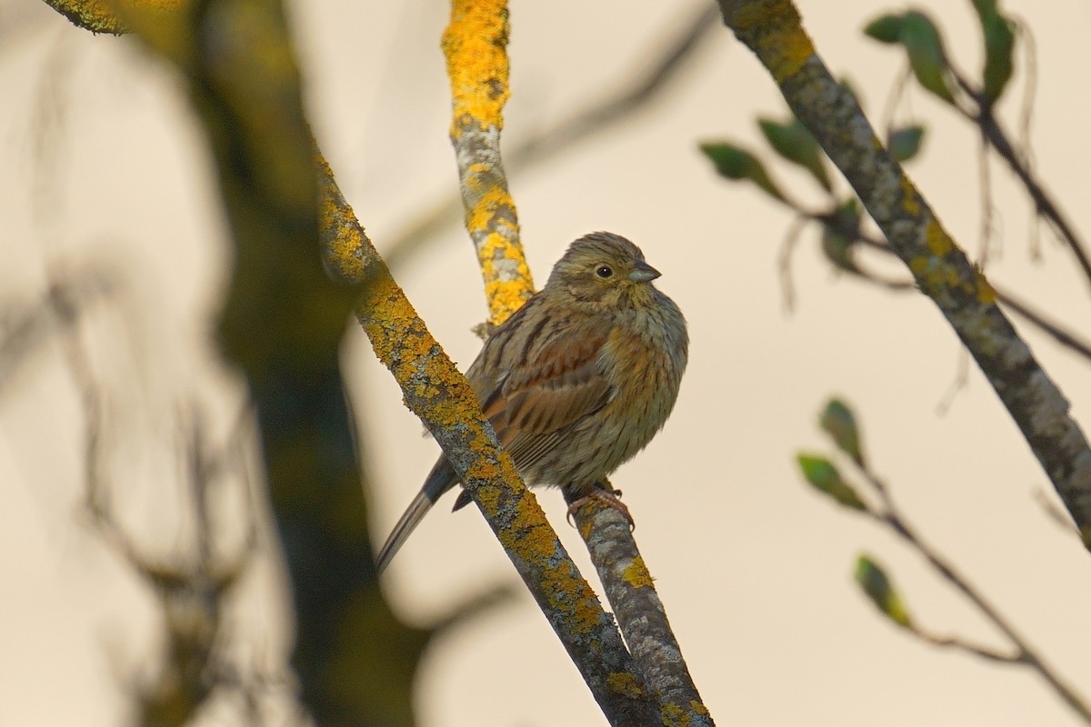 Cirl Bunting - ML633540342