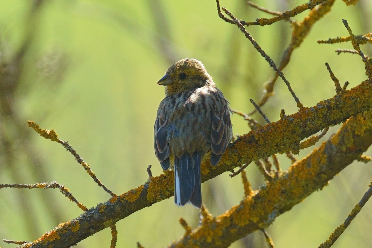 Cirl Bunting - ML633540343