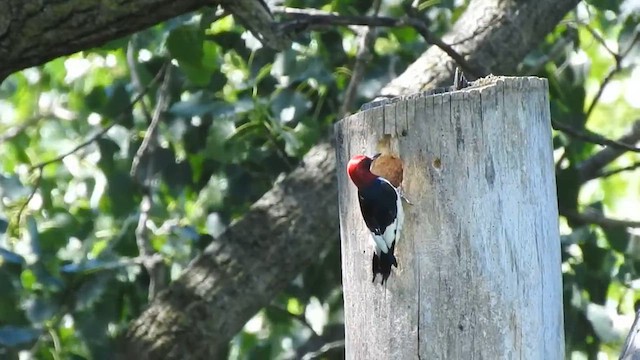 Red-headed Woodpecker - ML633540358