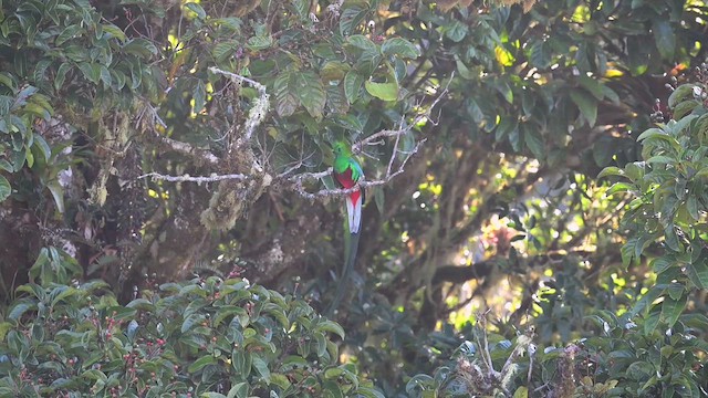 Resplendent Quetzal - ML633540371