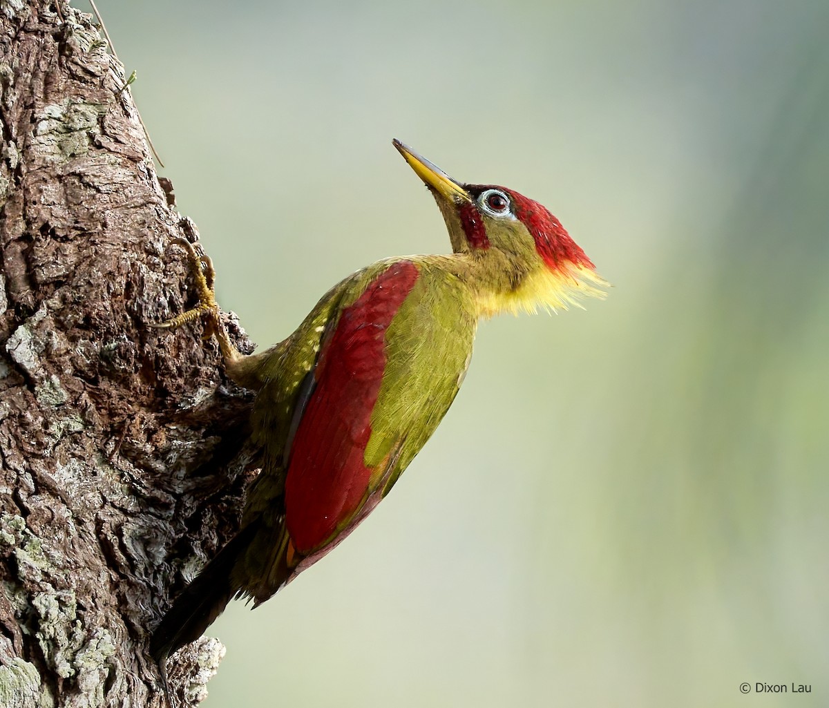 Crimson-winged Woodpecker - ML633540379