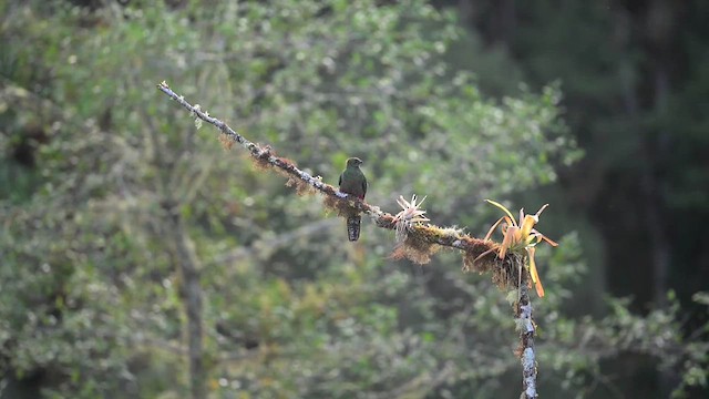 Resplendent Quetzal - ML633540409