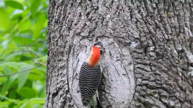 Red-bellied Woodpecker - ML633540453