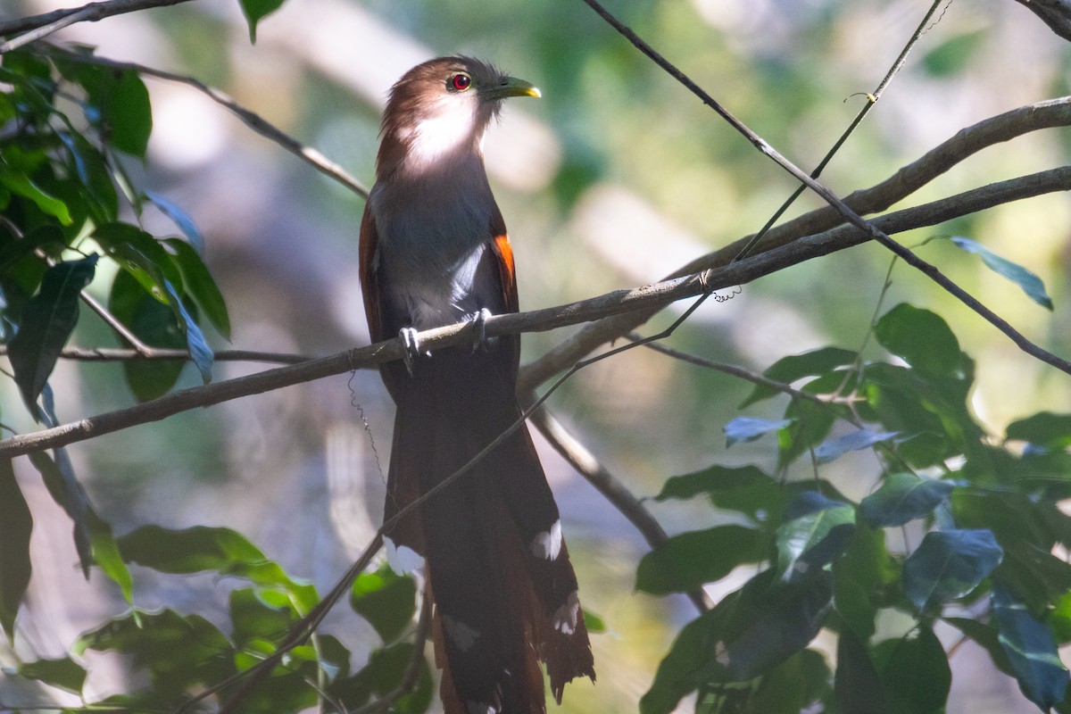 Common Squirrel-Cuckoo - ML633540466