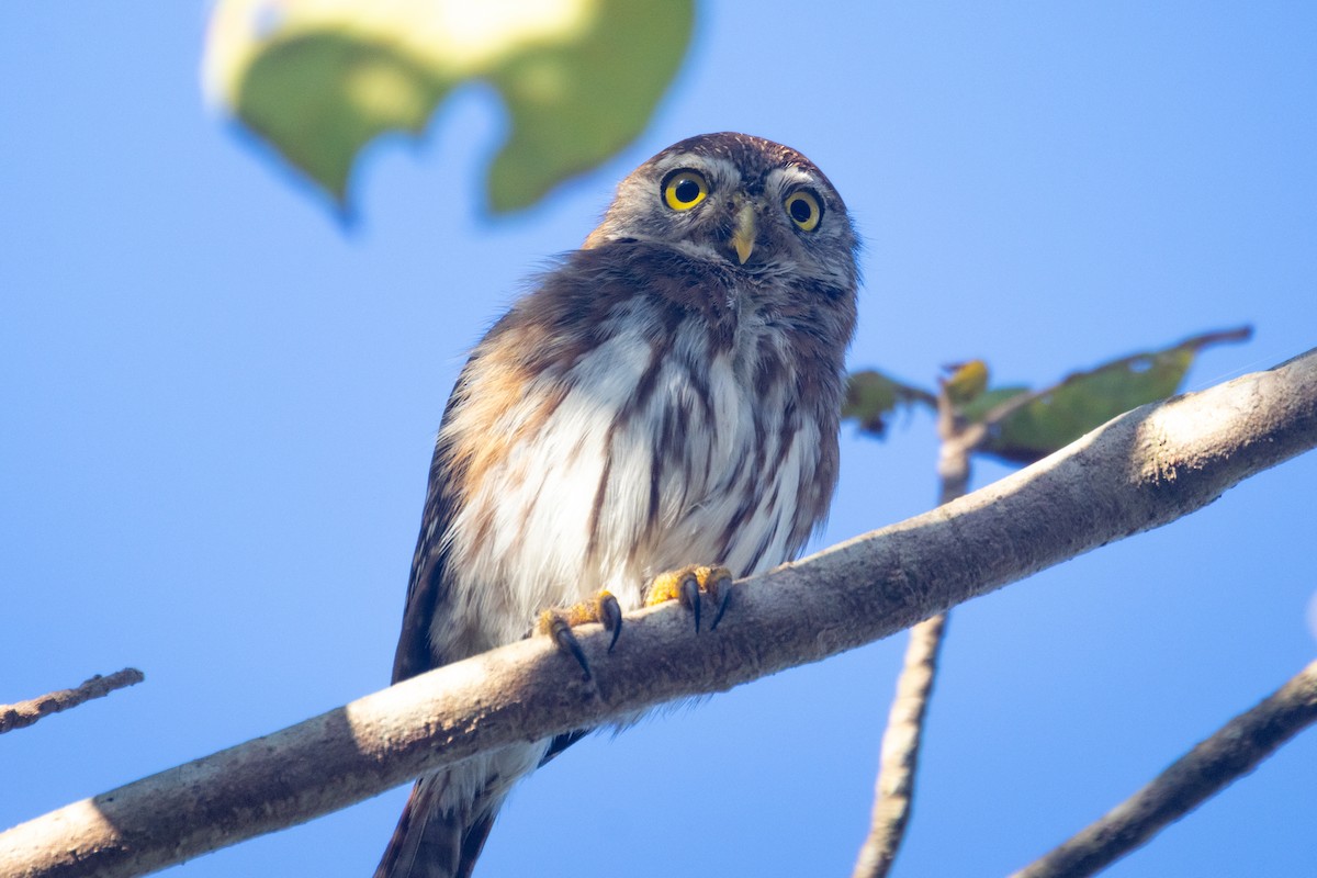 Ferruginous Pygmy-Owl - ML633540475