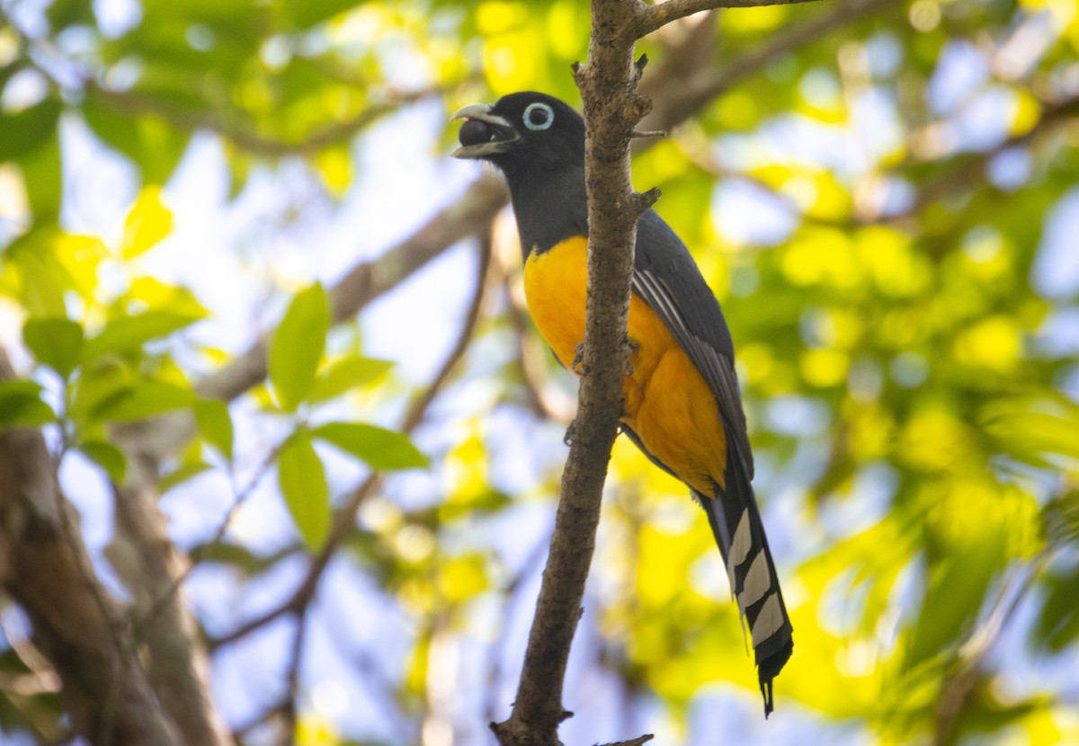 Black-headed Trogon - ML633540487