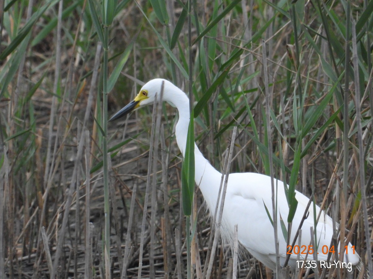 Medium Egret - ML633540499