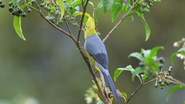 Long-tailed Silky-flycatcher - ML633540504