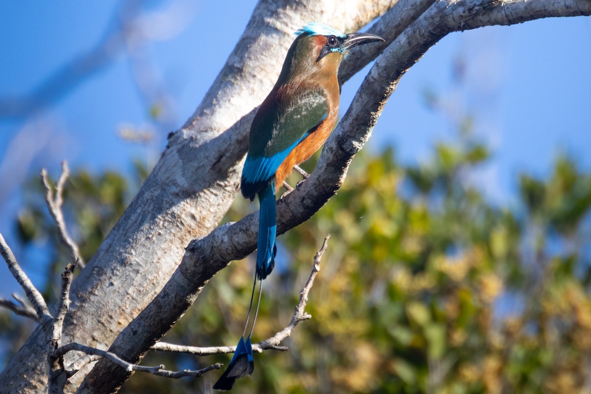 Turquoise-browed Motmot - ML633540512