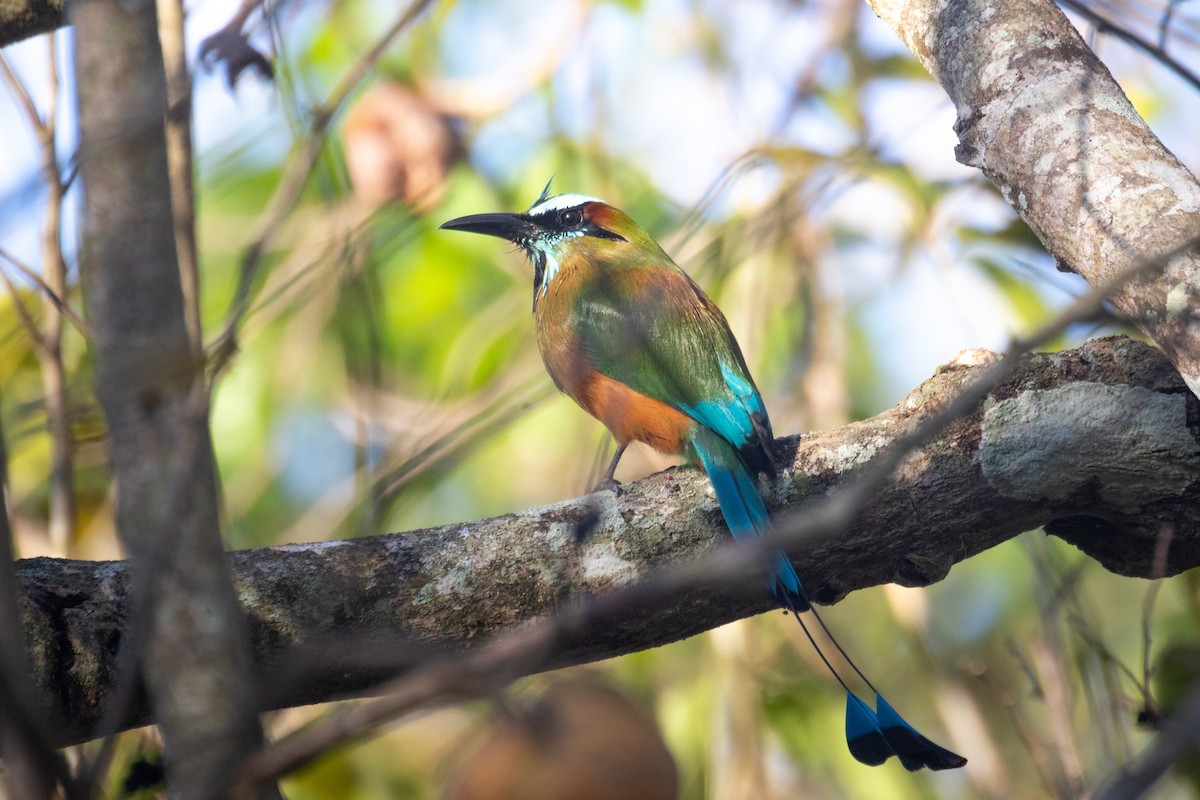 Turquoise-browed Motmot - ML633540513
